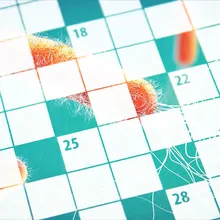 Multiple antibiotic resistant Pseudomonas aeruginosa bacterium